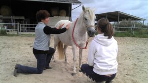 stage shiatsu equin