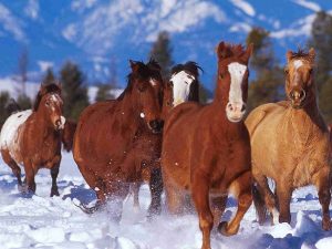 chevaux-sauvages