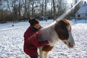 shiatsu-equin