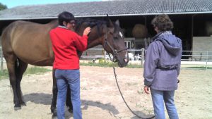 stage formation shiatsu equin