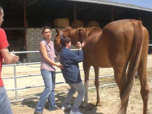 stage formation shiatsu equin