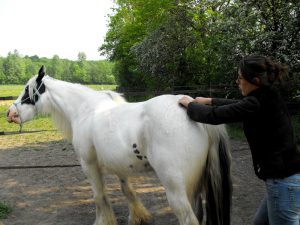 shiatsu irish cob