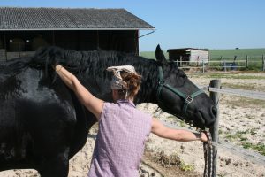 shiatsu equin frison cheval