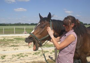 shiatsu equin