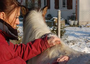 shiatsu equin