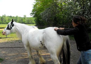 shiatsu equin