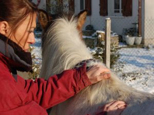 shiatsu equin