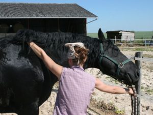 shiatsu equin
