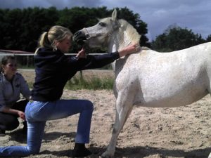 stages d'initiation shiatsu equin