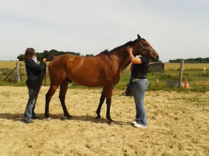 stages d'initiation shiatsu equin